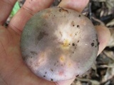 Russula ionochlora image