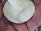 Russula ionochlora image