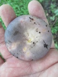 Russula ionochlora image