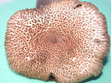 Inocybe hystrix image