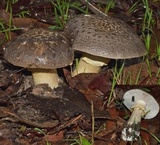 Amanita luteolovelata image
