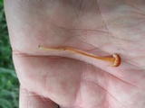 Rickenella fibula image