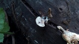 Postia caesia image