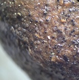 Coprotus lacteus image