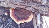 Fomitopsis mounceae image