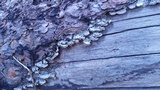 Trichaptum abietinum image