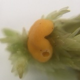 Endogone pisiformis image