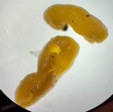 Endogone pisiformis image