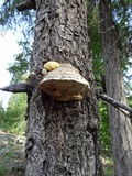 Fomitopsis officinalis image