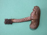 Inocybe hystrix image