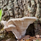 Laetiporus persicinus image