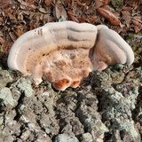 Laetiporus persicinus image