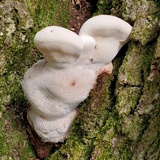 Laetiporus persicinus image