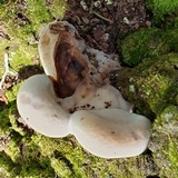 Laetiporus persicinus image
