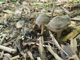 Panaeolus cinctulus image