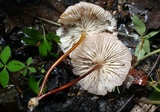 Marasmius cohaerens image