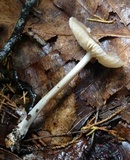 Marasmius nigrodiscus image