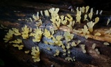 Dacryopinax spathularia image