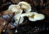 Marasmius delectans image