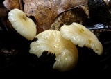 Marasmius delectans image