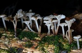 Marasmiellus omphaliformis image