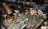 Marasmiellus omphaliformis image