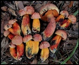 Butyriboletus floridanus image