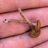 Crassisporium funariophilum image