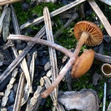 Crassisporium funariophilum image