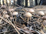 Psathyrella pennata image