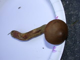 Cortinarius semisanguineus image