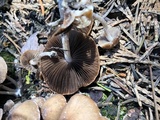 Psathyrella pennata image