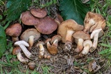 Tylopilus ferrugineus image