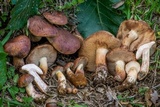 Tylopilus ferrugineus image