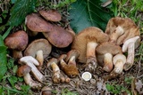 Tylopilus ferrugineus image