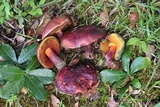 Rubroboletus dupainii image