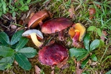 Rubroboletus dupainii image