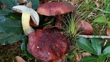Rubroboletus dupainii image