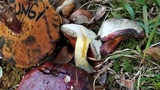 Rubroboletus dupainii image