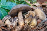 Tylopilus obscurus image