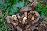 Tylopilus obscurus image