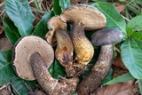 Tylopilus obscurus image