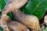 Tylopilus obscurus image