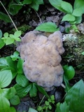 Gyromitra californica image
