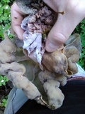 Gyromitra californica image