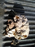 Gyromitra californica image