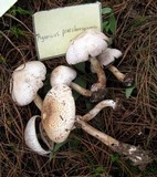 Agaricus placomyces image