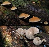 Crepidotus eucalyptorum image