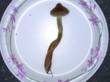 Cortinarius semisanguineus image