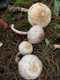 Agaricus placomyces image